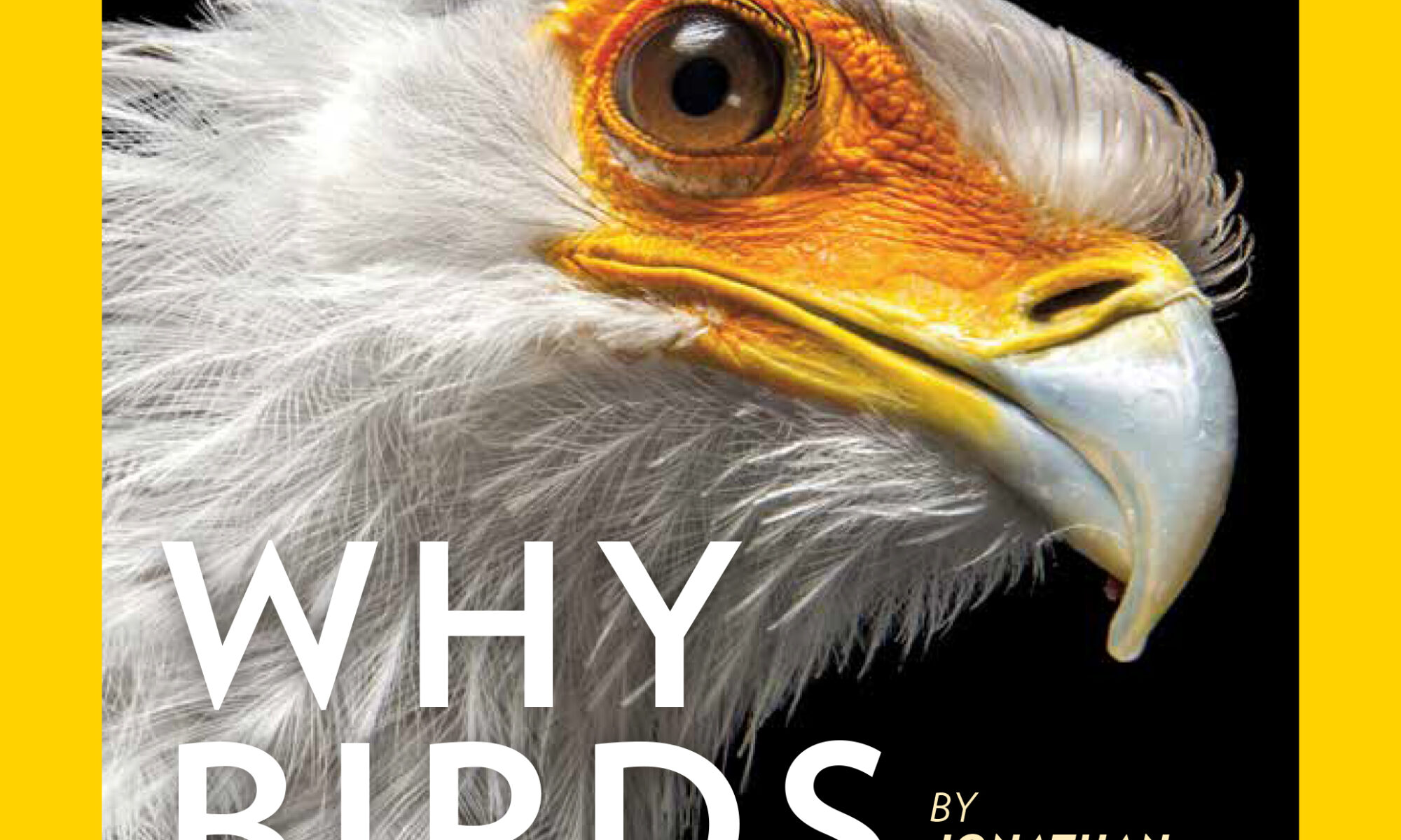 Why Birds Matter: O Artigo Da National Geographic Que Inspira Mil ...